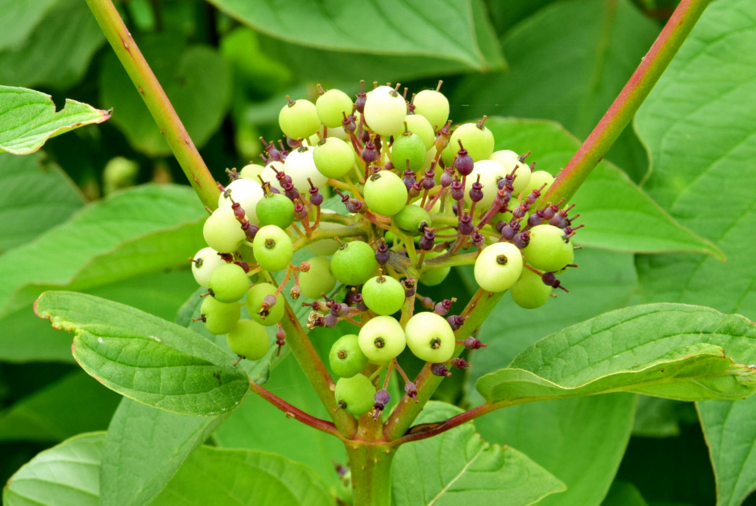 Welke plant/struik resp. welke bessen heb ik gefotografeerd?